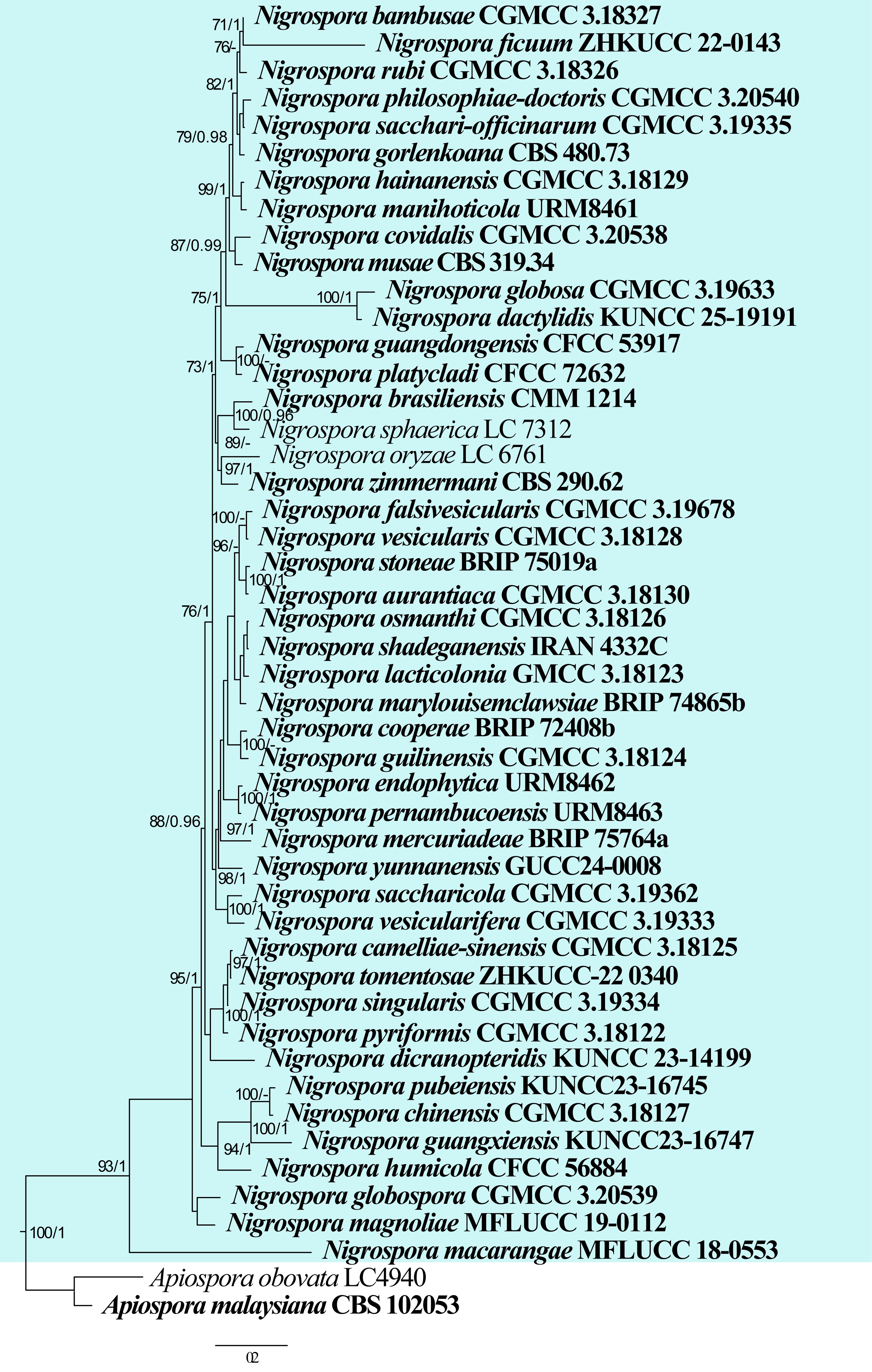 Figure 24